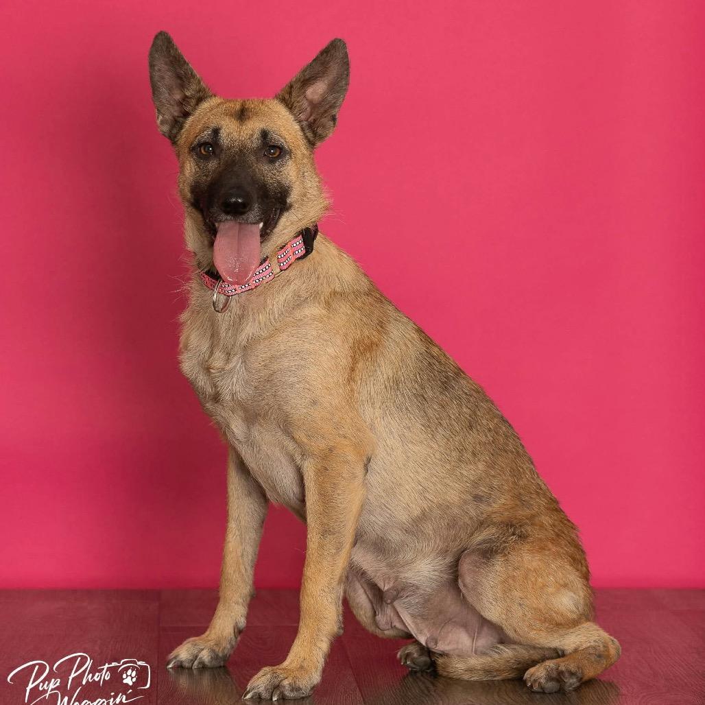 Leia, a Adoptable Belgian Shepherd / Malinois in Tulsa, OK image 3/4