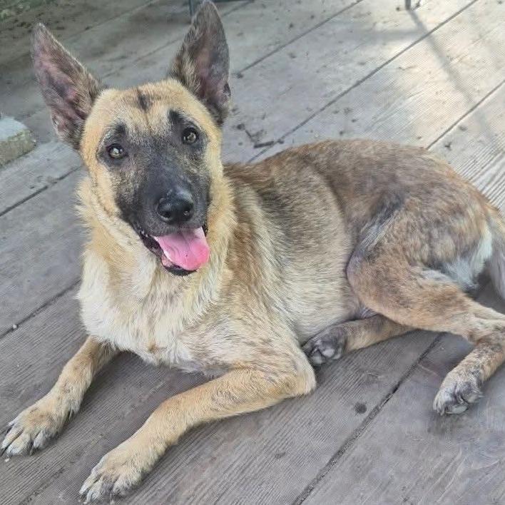 Leia, a Adoptable Belgian Shepherd / Malinois in Tulsa, OK image 4/4