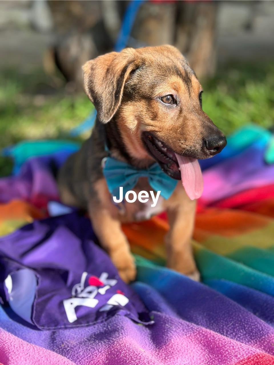 Joey, Baby Male Dachshund