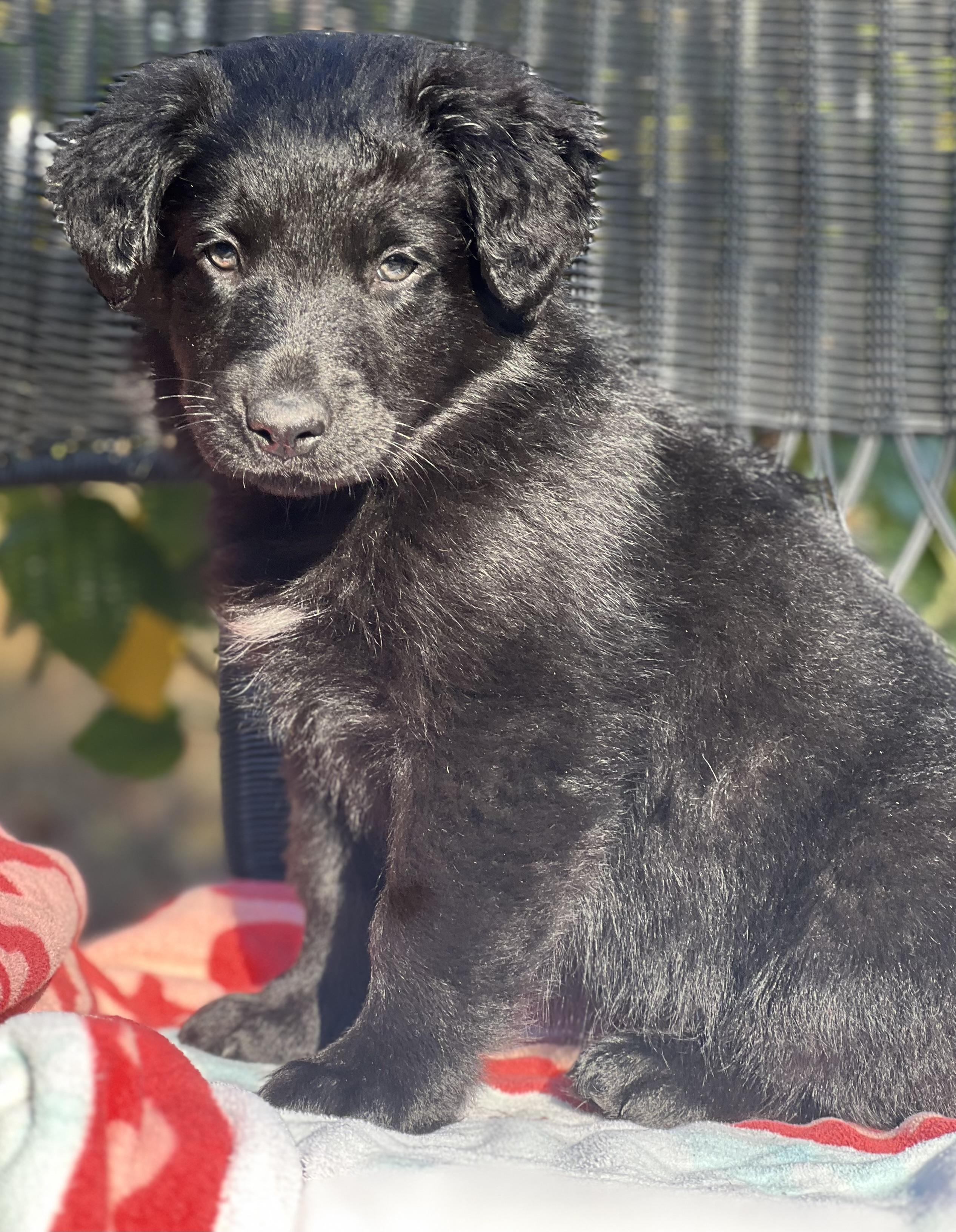 Enlarge Mike, a ADOPTABLE mixed breed in Mt Pleasant, SC image 5/5
