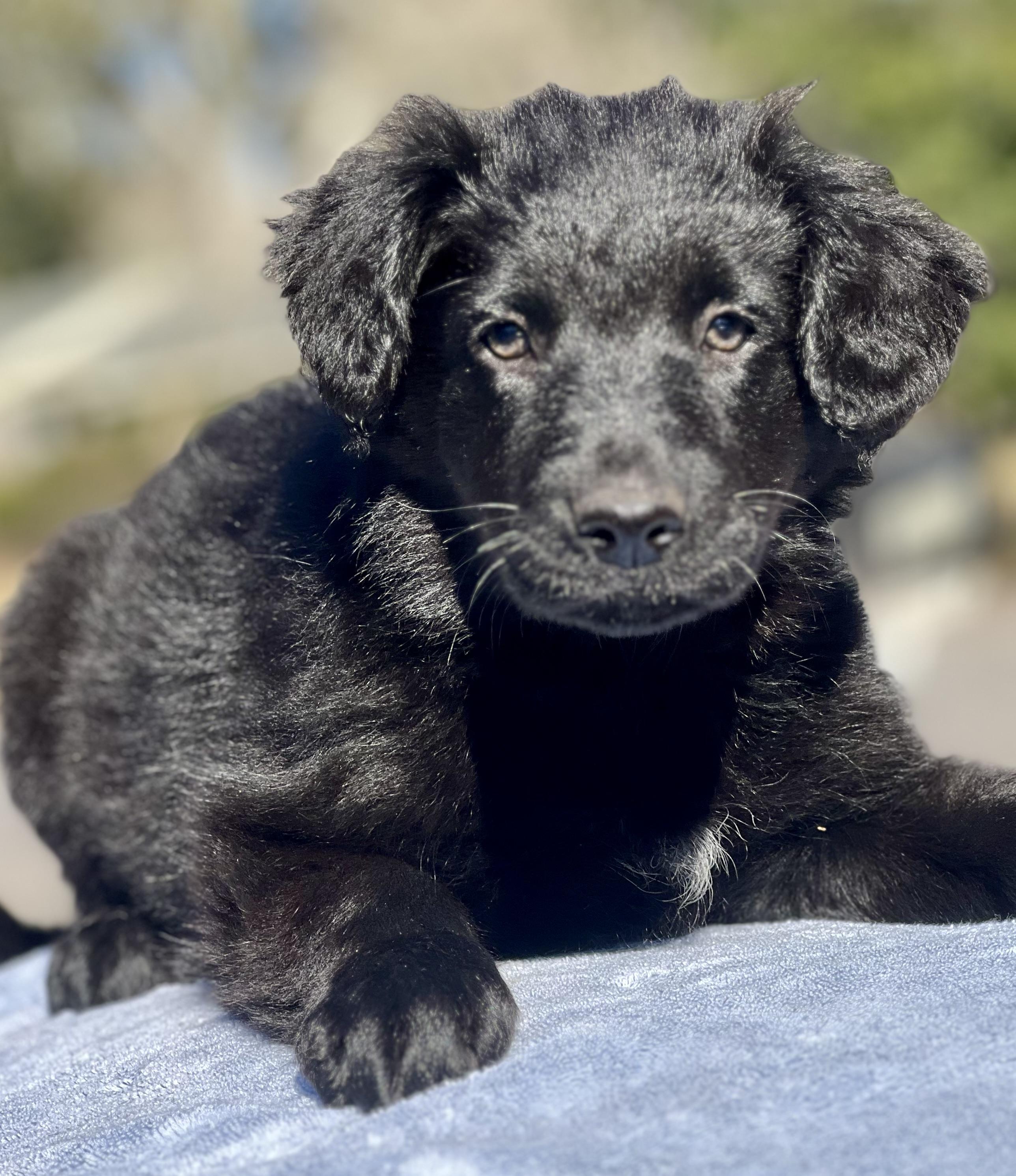 Mike, adopted, Puppy Male Mixed Breed.