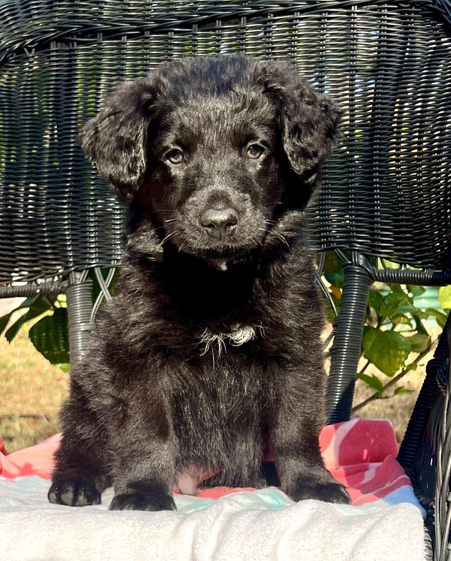 Enlarge Mike, a ADOPTABLE mixed breed in Mt Pleasant, SC image 2/5