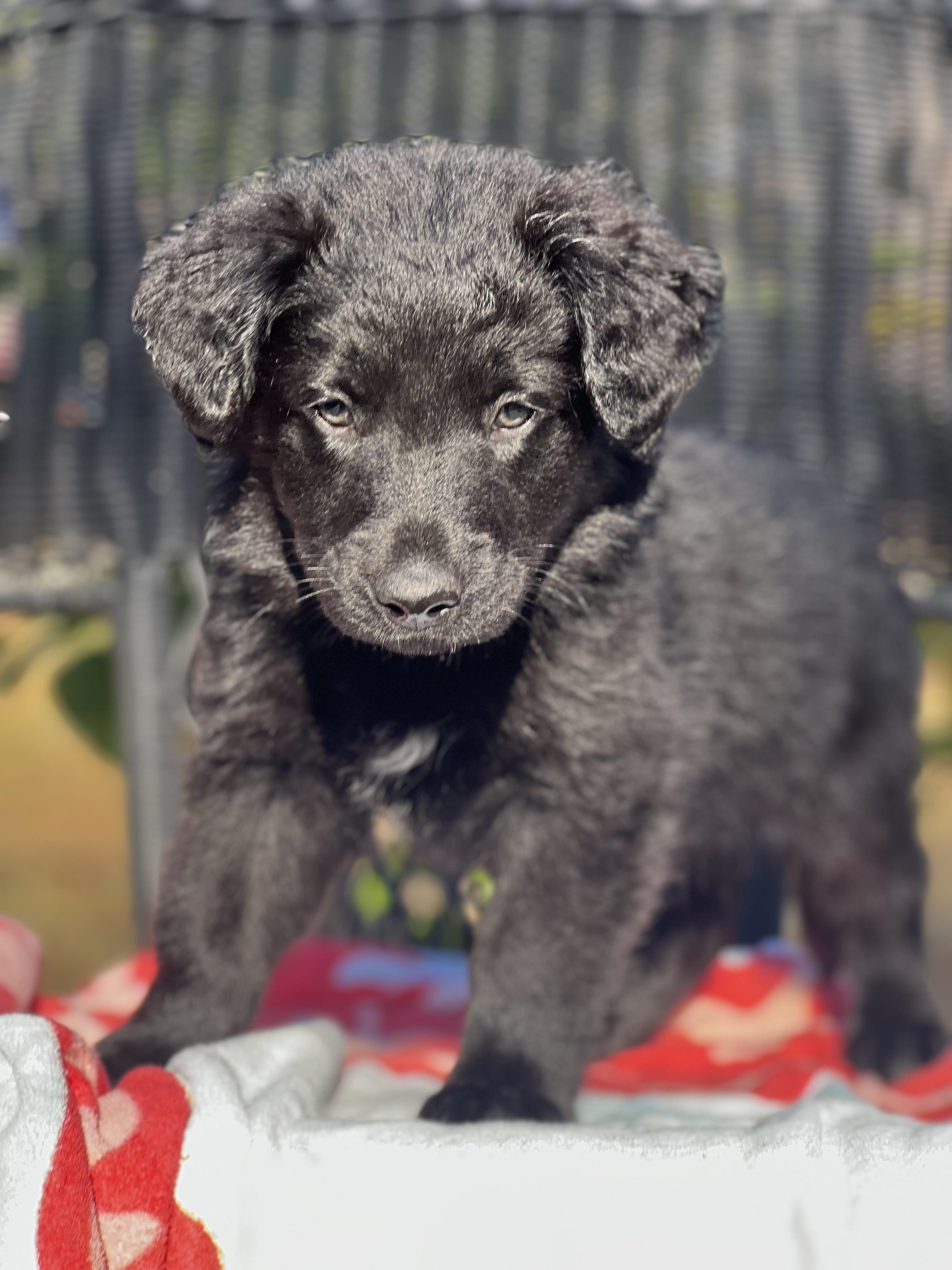 Enlarge Mike, a ADOPTABLE mixed breed in Mt Pleasant, SC image 3/5