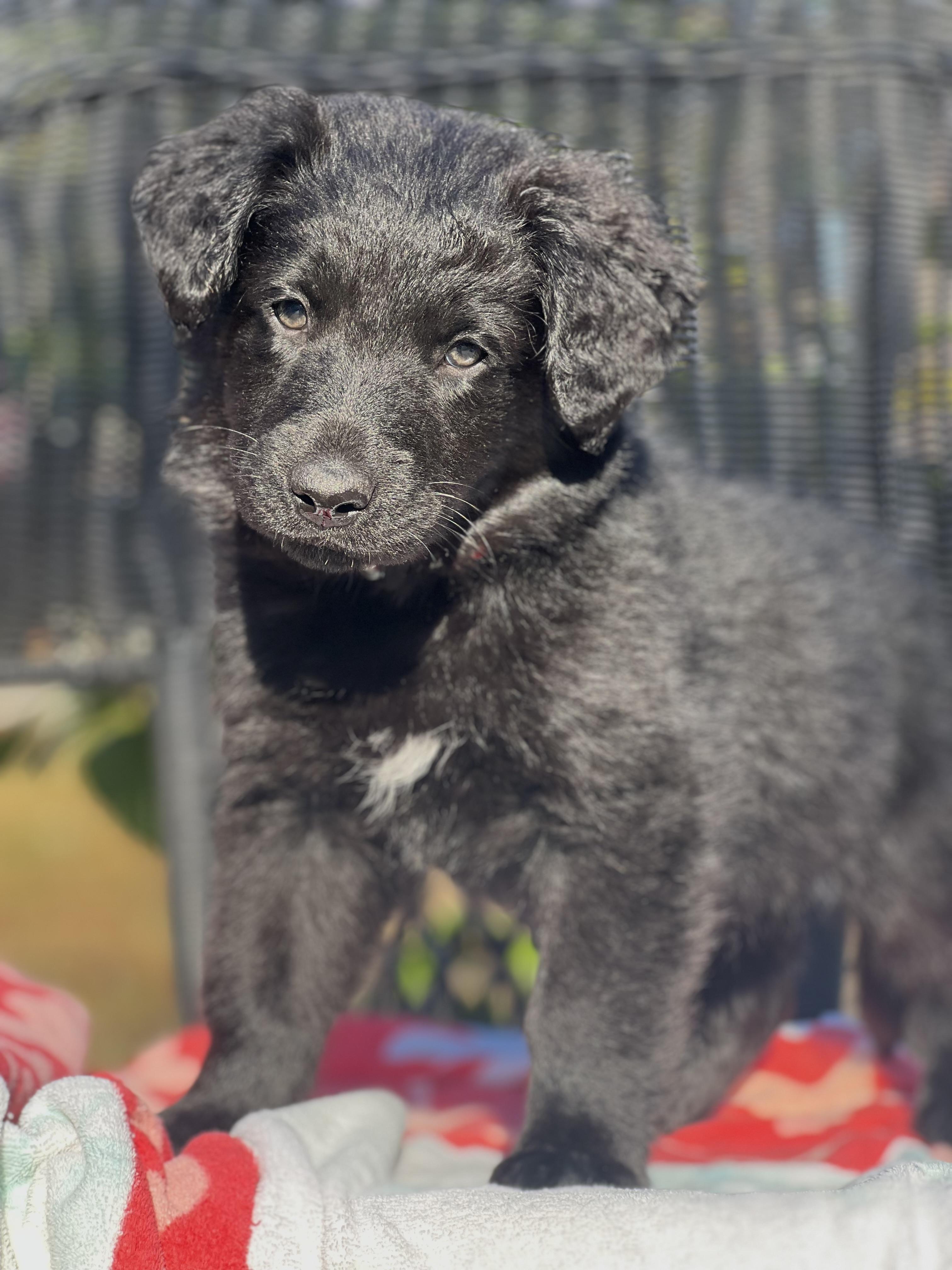 Enlarge Mike, a ADOPTABLE mixed breed in Mt Pleasant, SC image 1/5