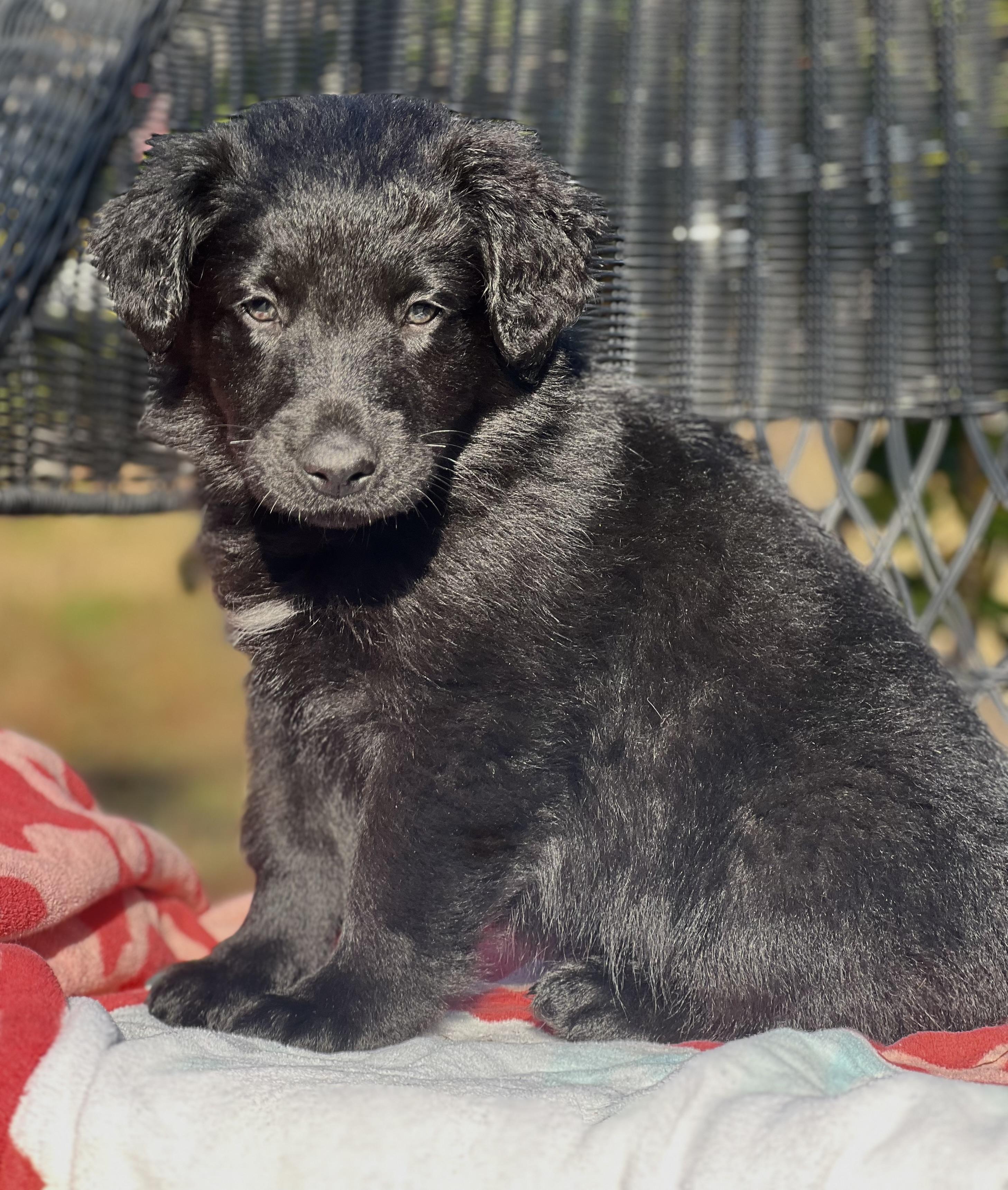 Enlarge Mike, a ADOPTABLE mixed breed in Mt Pleasant, SC image 4/5