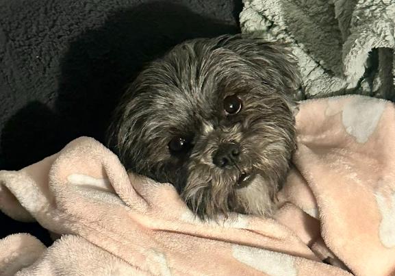 Pepper (1 of the 19 rescued), an adopted Shih Tzu in Matthews, NC image 2/4
