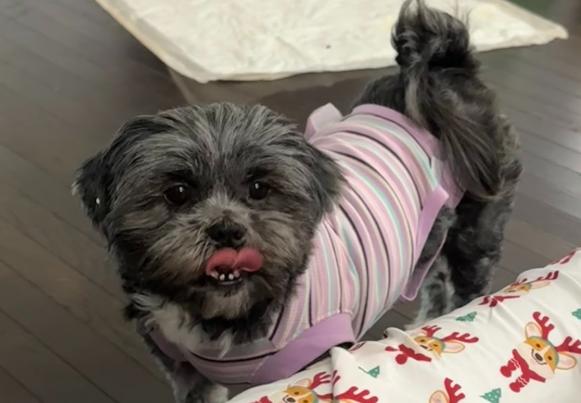 Pepper (1 of the 19 rescued), an adopted Shih Tzu in Matthews, NC image 1/4