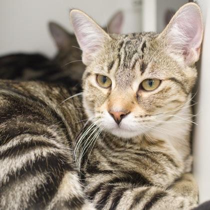 Loki, Adoptable, Kitten Male Domestic Short Hair & Domestic Short Hair.