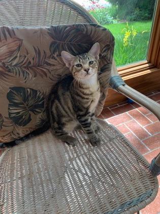 Loki, a Adoptable Domestic Short Hair in Verona, WI image 2/3