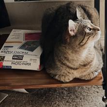 Simba, Adoptable, Adult Male Domestic Short Hair & Domestic Short Hair.