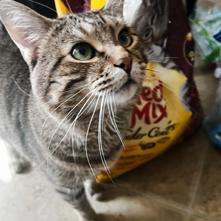 Simba, a Adoptable mixed breed in San Antonio, TX image 2/3