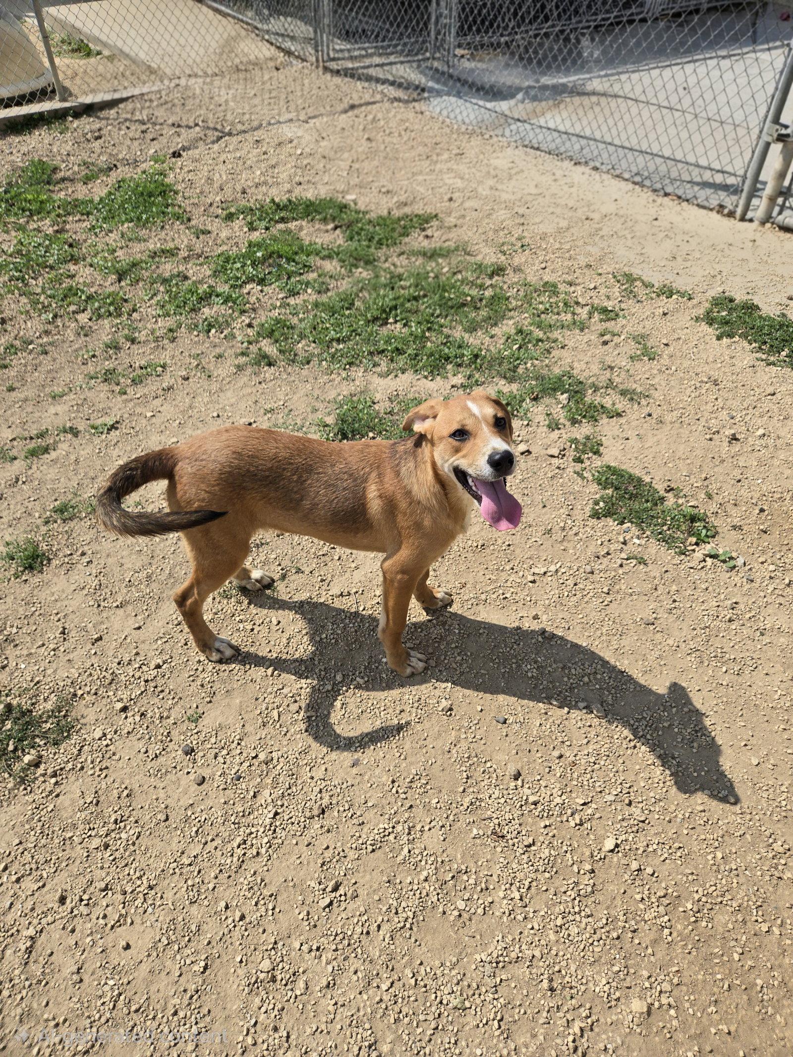 Enlarge Janet, a Adoptable Mixed Breed in Maquoketa, IA image 1/1
