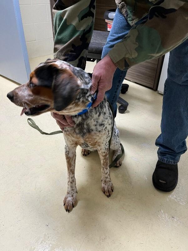 Pewee 1-29-2026, Adoptable, Adult Male Coonhound.