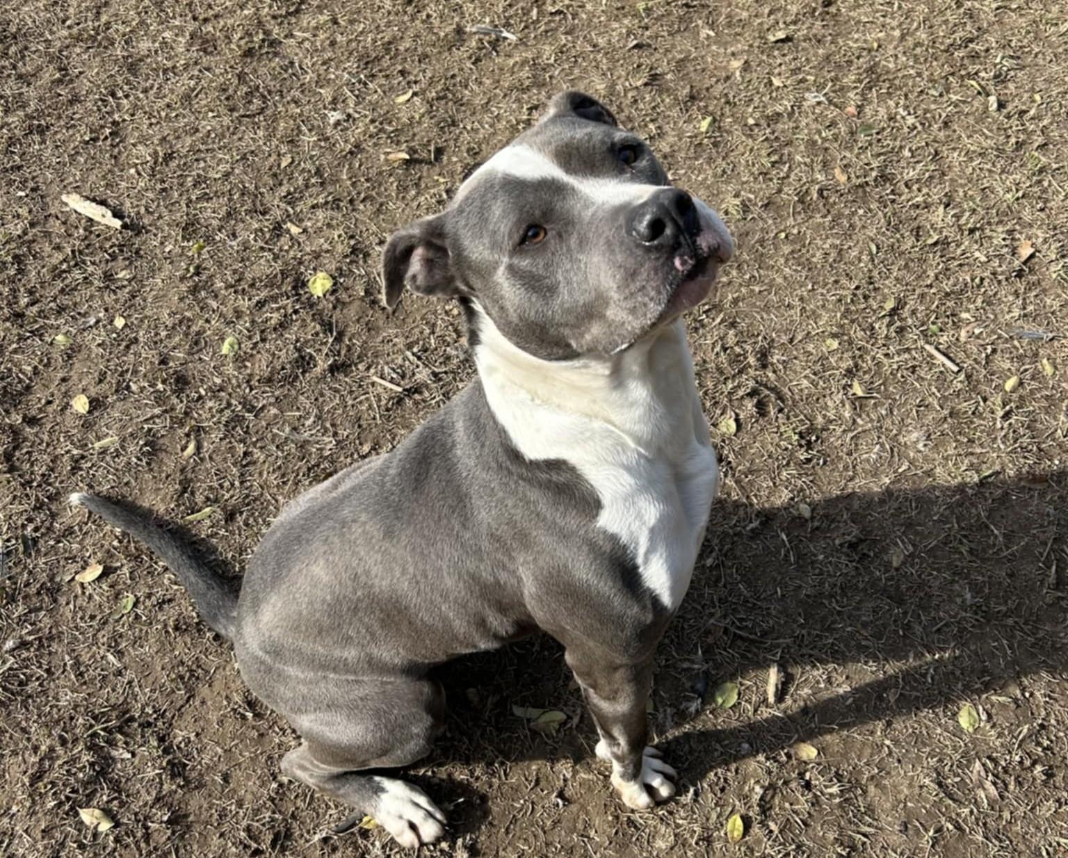 Toby, a Adoptable Pit Bull Terrier in Anniston, AL image 6/6