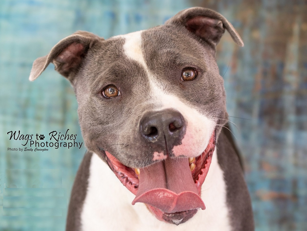 Toby, a Adoptable Pit Bull Terrier in Anniston, AL image 2/6
