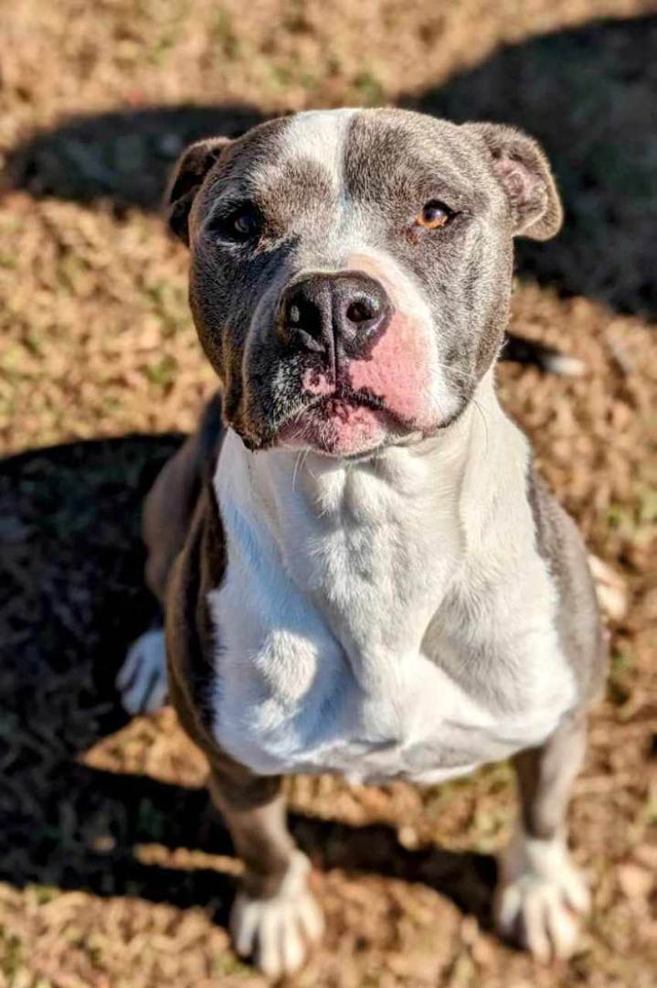 Toby, a Adoptable Pit Bull Terrier in Anniston, AL image 4/6