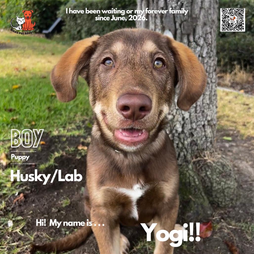 Yogi, Adoptable, Puppy Male Husky & Labrador Retriever.