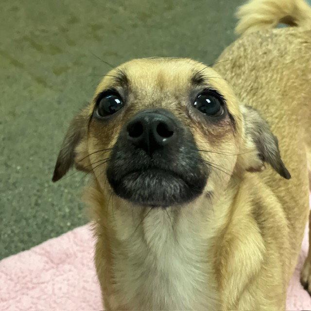 Enlarge Osa, a Adopted Chihuahua in Burlingame, CA image 1/1