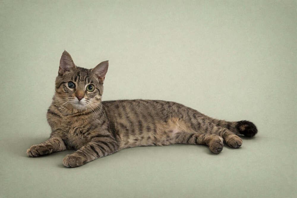 Enlarge Bruno 5, a Adoptable mixed breed in tucson, AZ image 1/2