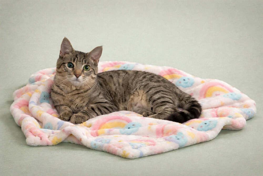 Enlarge Bruno 5, a Adoptable mixed breed in tucson, AZ image 2/2