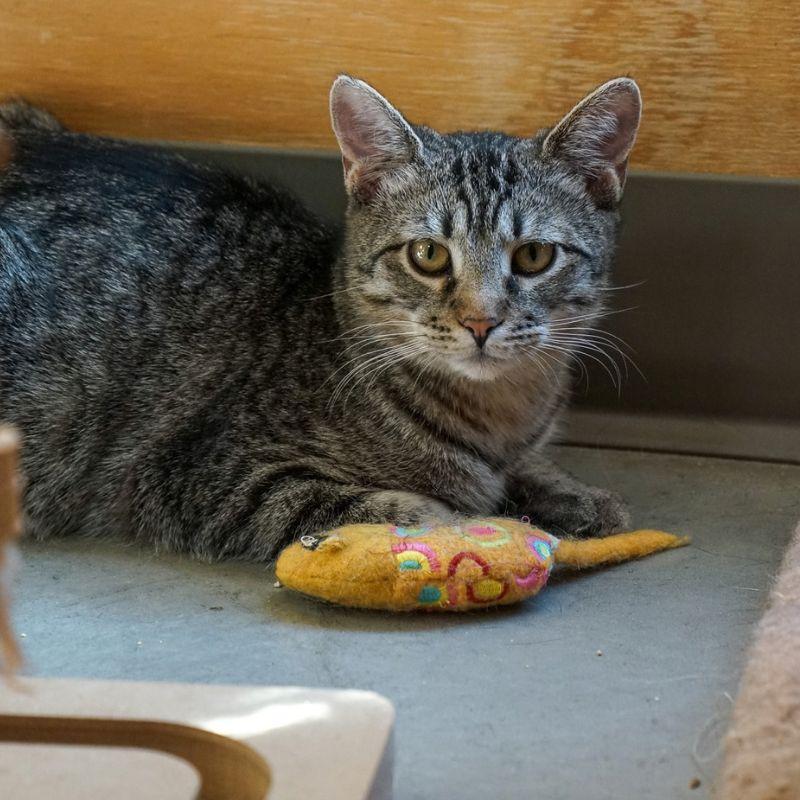 Enlarge Merlin, a Adoptable Domestic Short Hair in Jackson, WY image 2/2