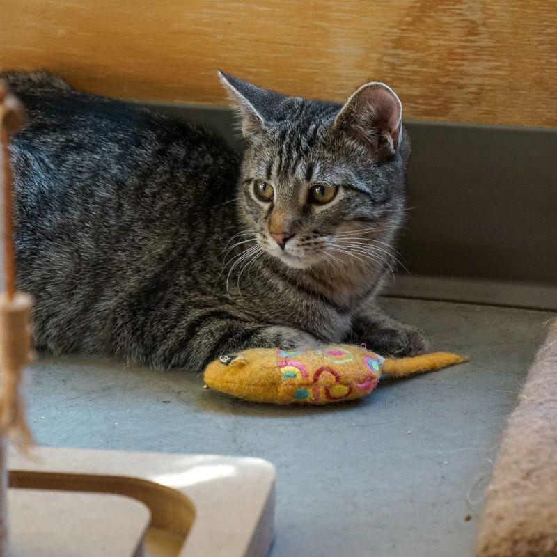 Enlarge Merlin, a Adoptable Domestic Short Hair in Jackson, WY image 1/2