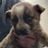 Enlarge Sunflower , a ADOPTABLE mixed breed in Edgewood, NM image 1/1