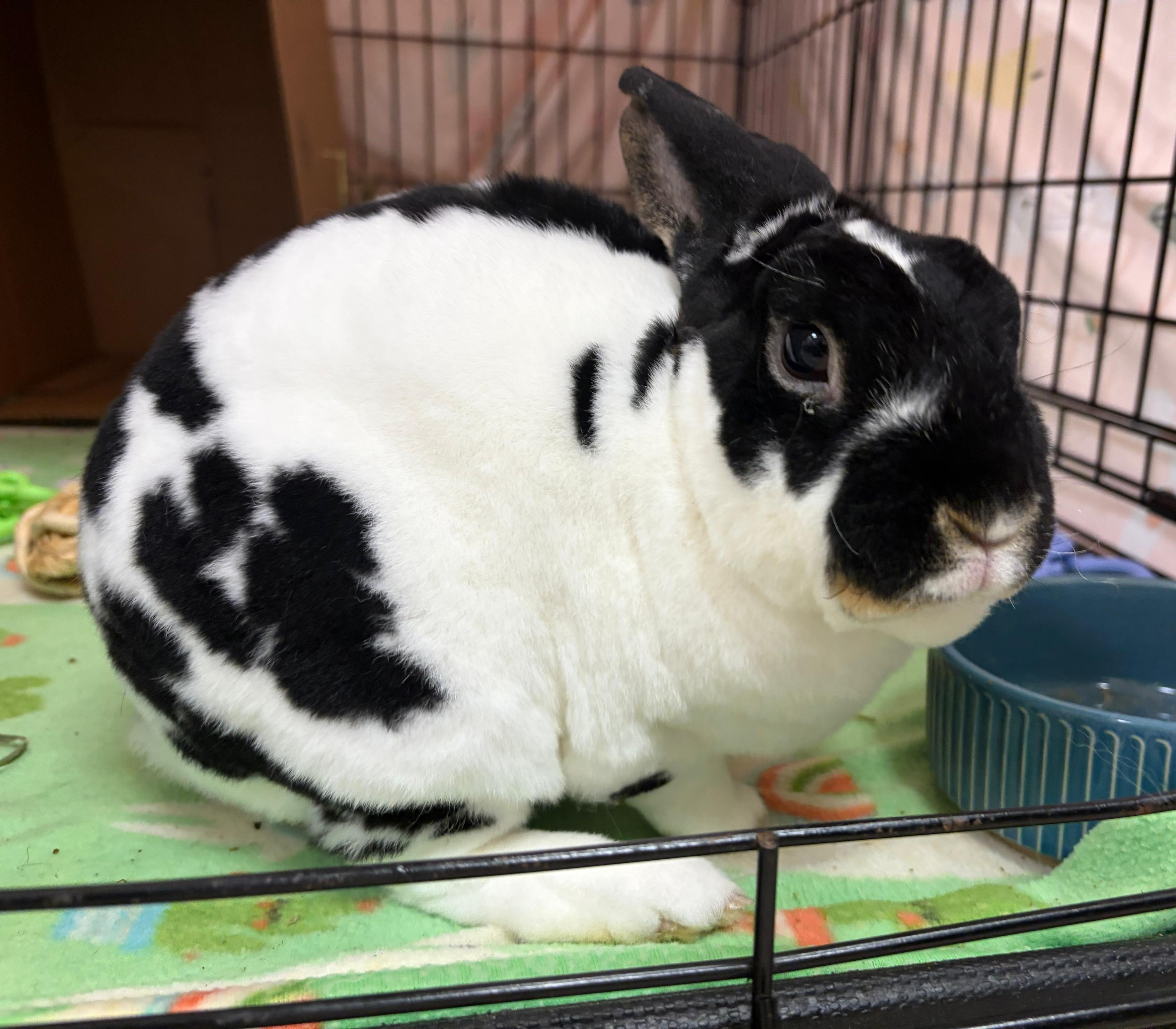 Enlarge Onyx, a Adoptable Mini Rex in Oshkosh, WI image 4/4