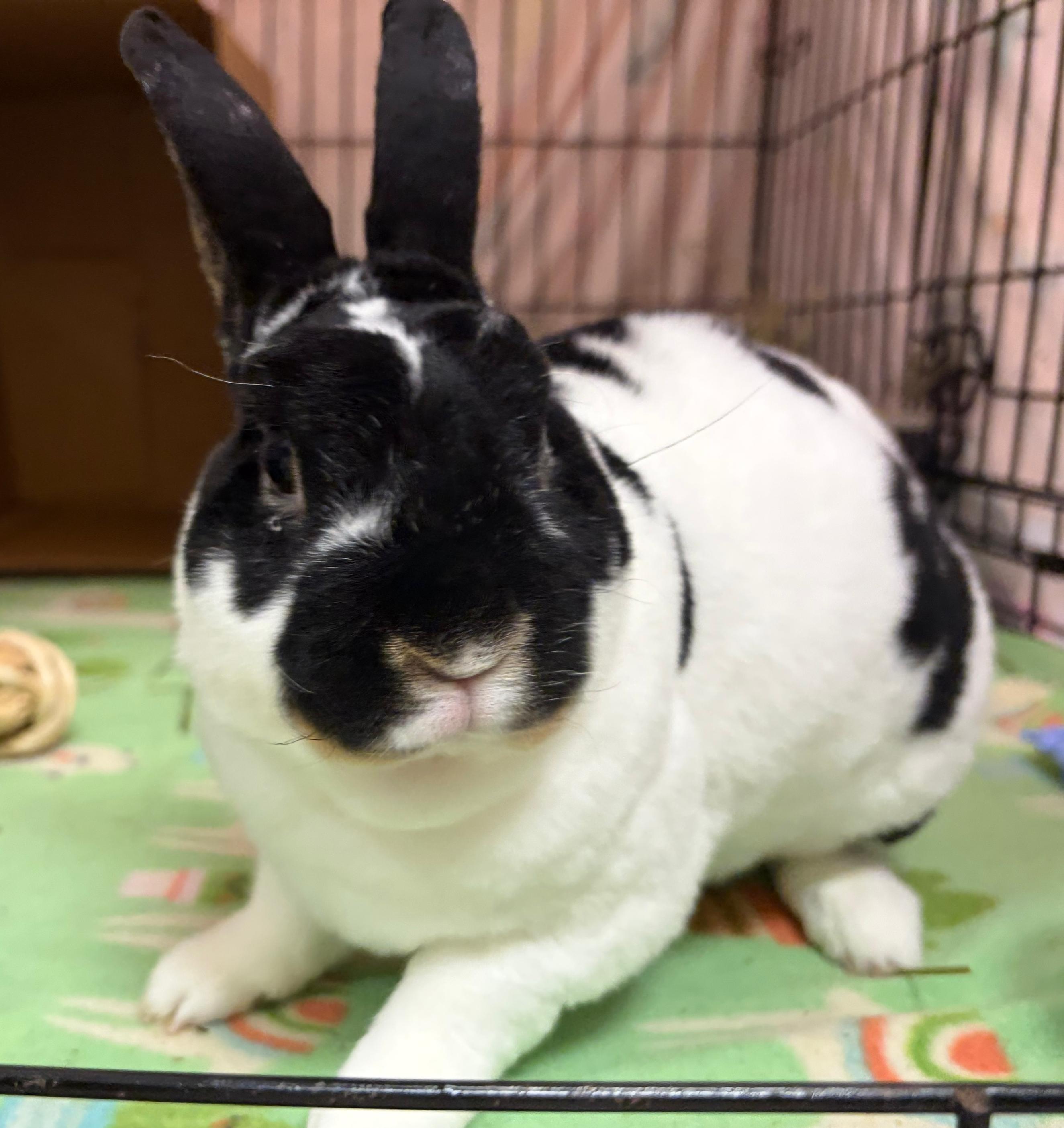 Enlarge Onyx, a Adoptable Mini Rex in Oshkosh, WI image 2/4