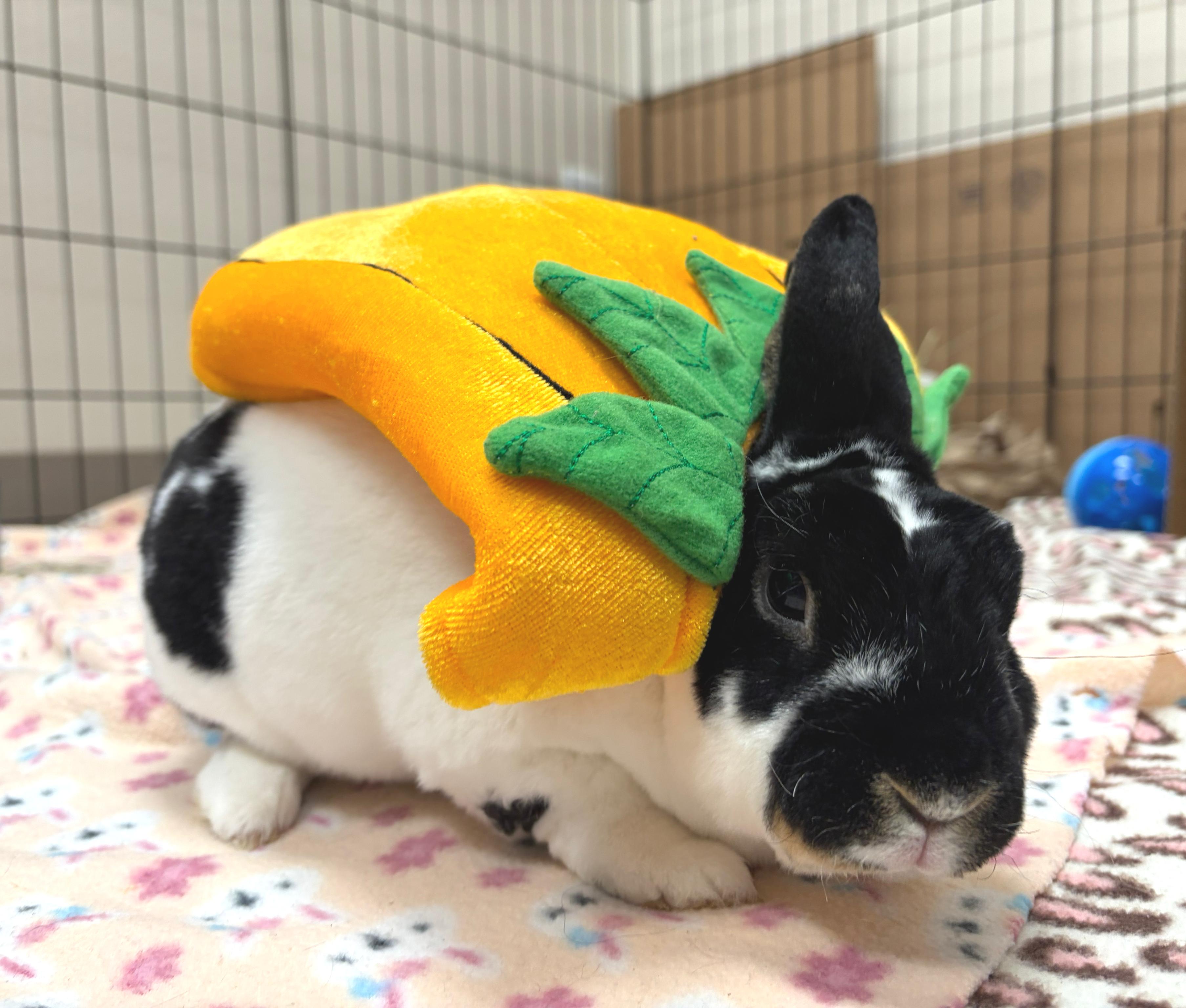 Enlarge Onyx, a Adoptable Mini Rex in Oshkosh, WI image 3/4