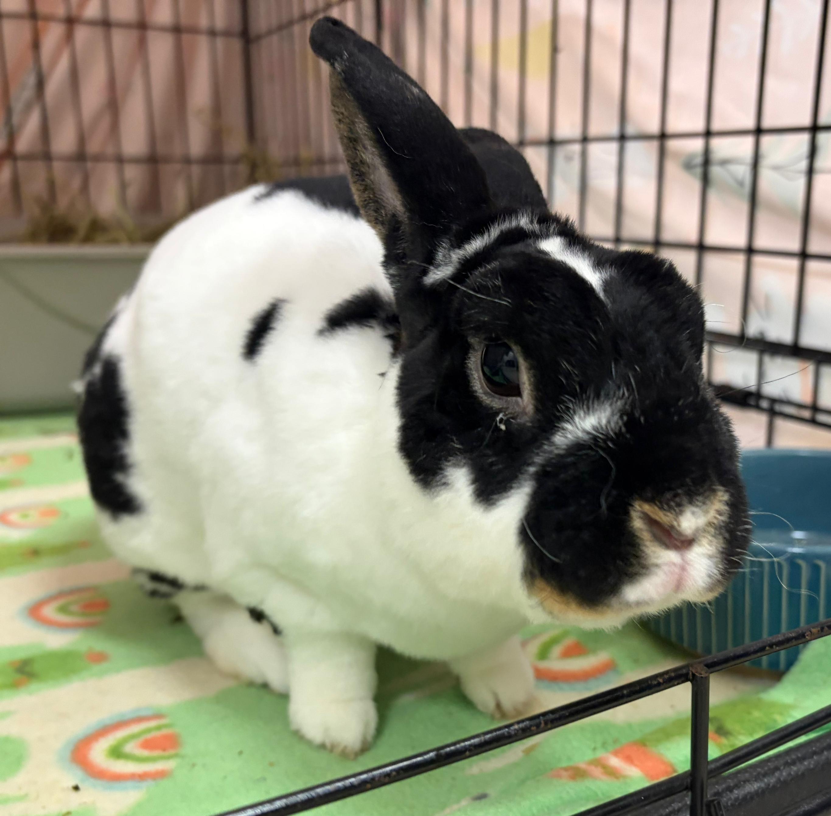 Enlarge Onyx, a Adoptable Mini Rex in Oshkosh, WI image 1/4