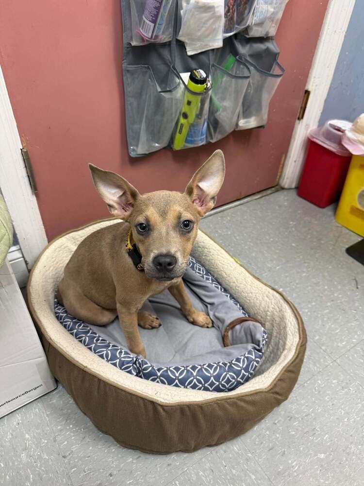 Enlarge Biscotti, a Adoptable mixed breed in Statesboro, GA image 1/2