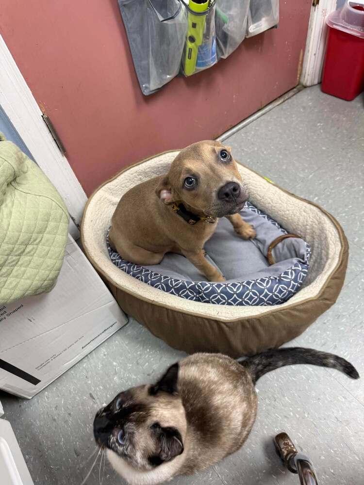 Enlarge Biscotti, a Adoptable mixed breed in Statesboro, GA image 2/2
