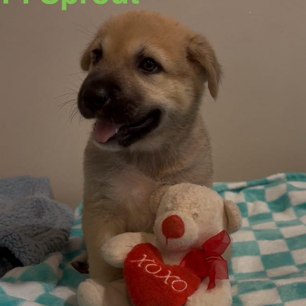 Sprout, an adoptable Shepherd in Boise, ID, 83704 | Photo Image 3