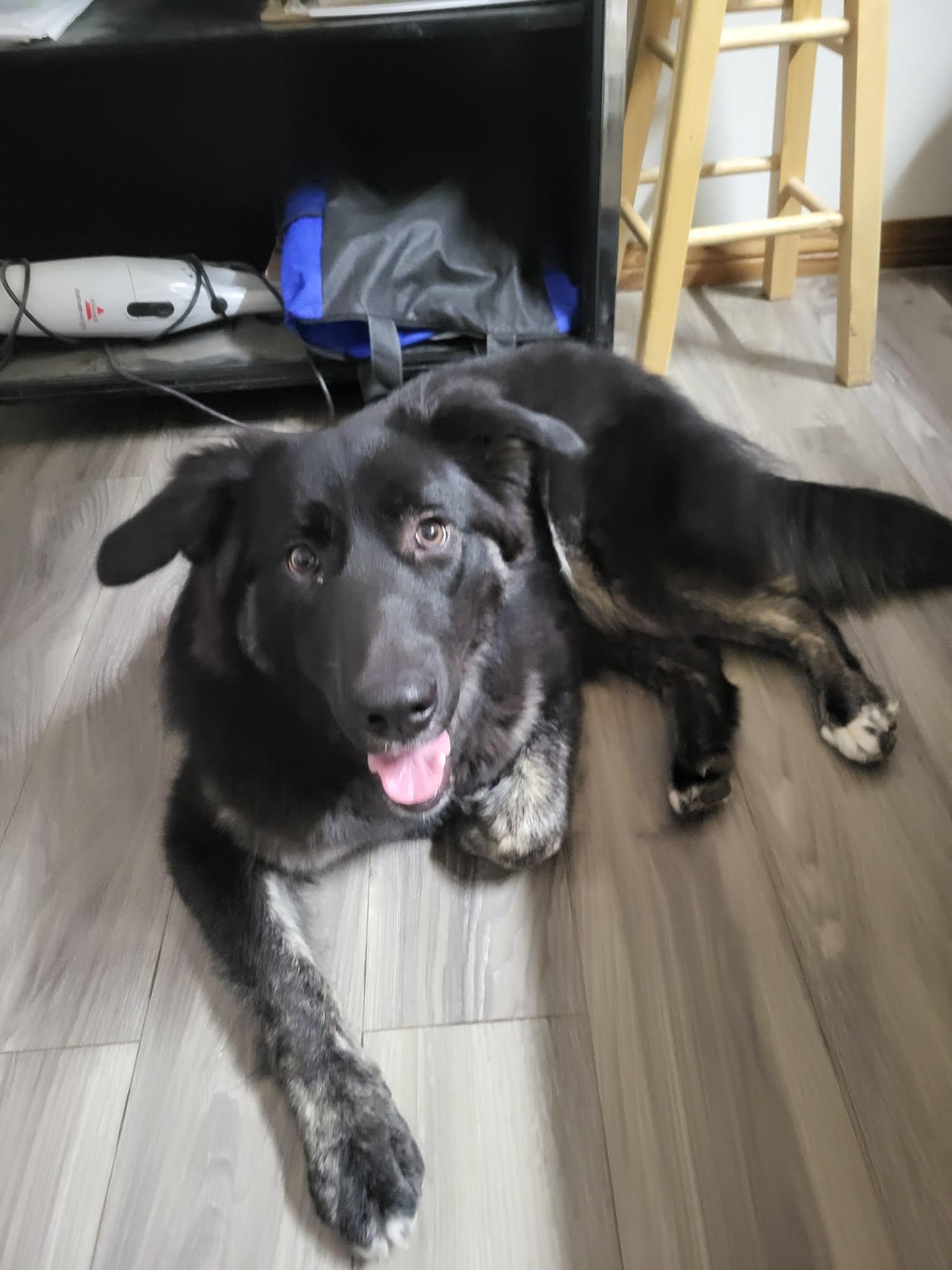 Enlarge Matilda, a ADOPTABLE mixed breed in Fort Smith, NT image 1/3