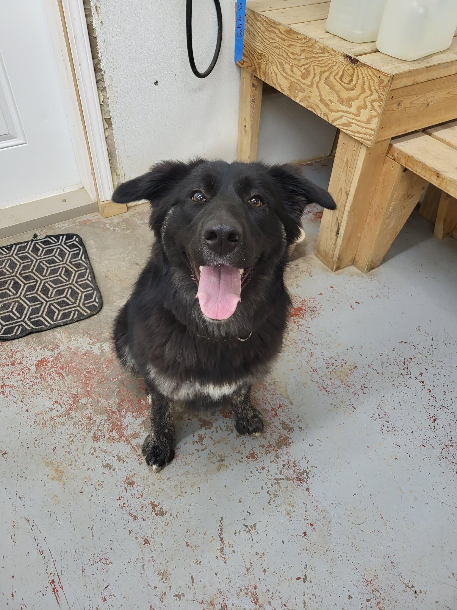 Enlarge Matilda, a ADOPTABLE mixed breed in Fort Smith, NT image 3/3