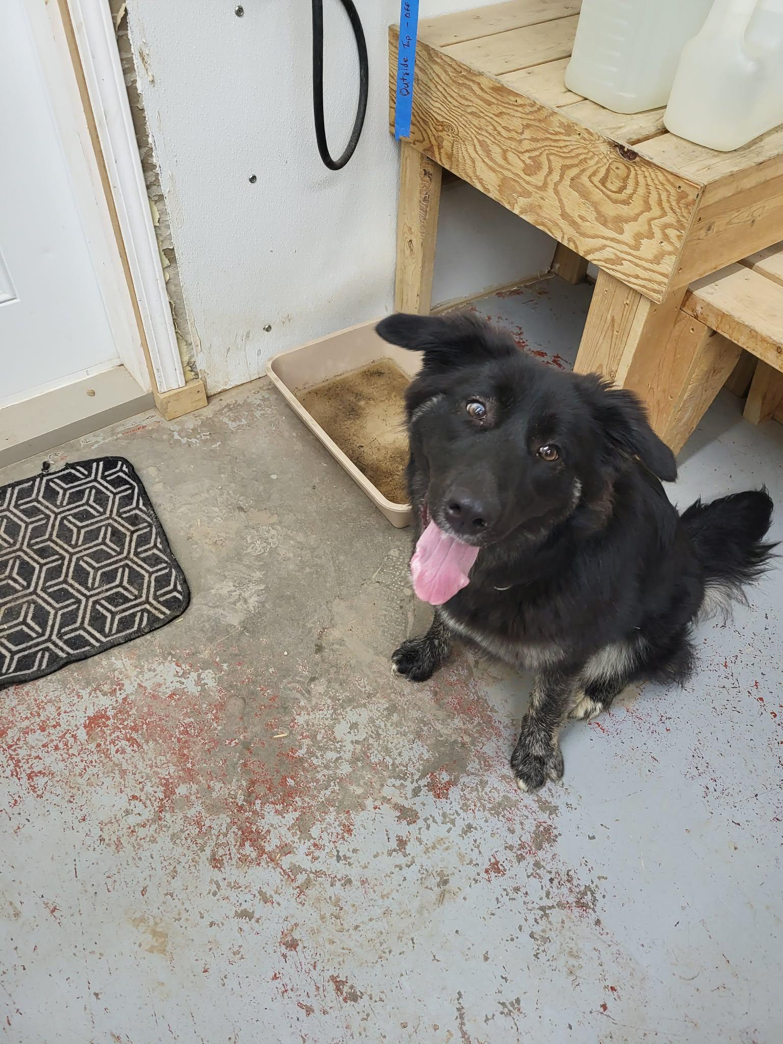 Enlarge Matilda, a ADOPTABLE mixed breed in Fort Smith, NT image 2/3