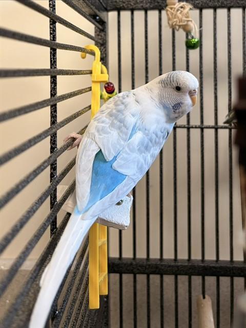CLOUD, Adoptable, Adult Female Parakeet (Other).