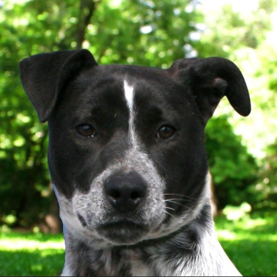 Romeo, Adoptable, Adult Male Australian Cattle Dog / Blue Heeler & Mixed Breed.