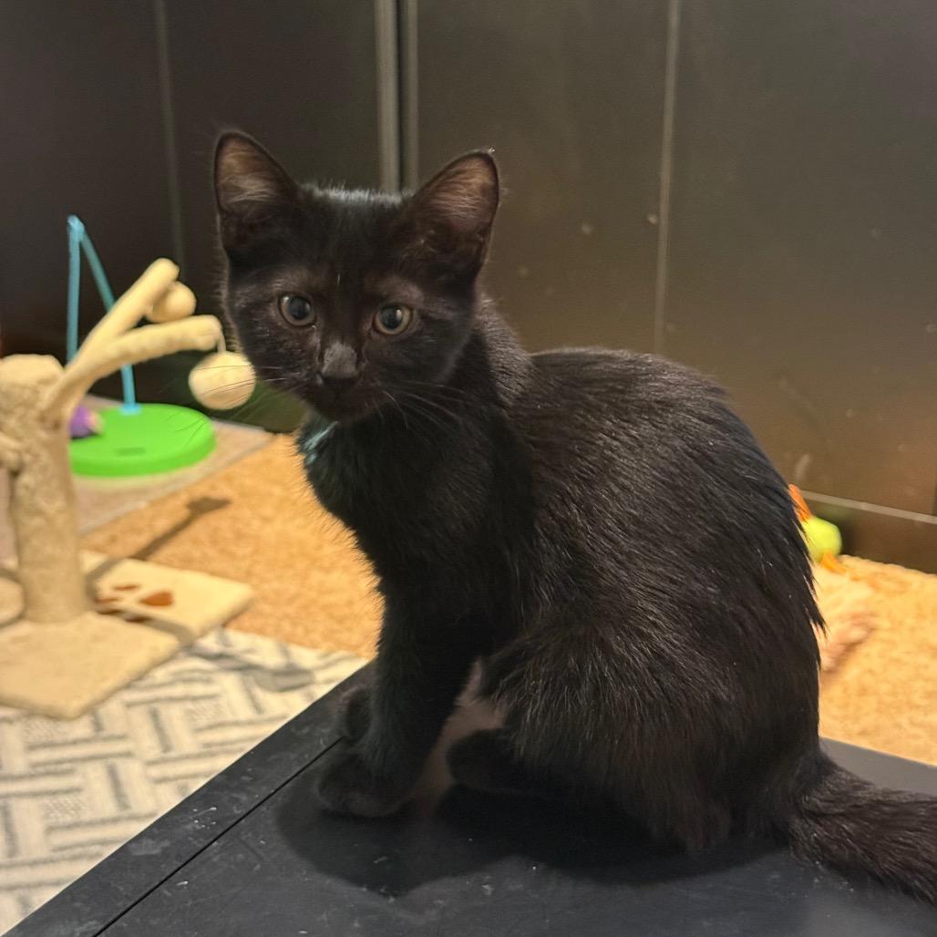 Venus- adoption pending, a Adoptable Domestic Short Hair in Silver Spring, MD image 1/2