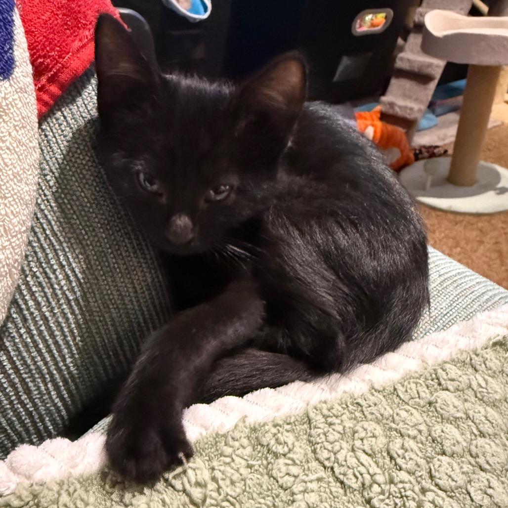 Venus- adoption pending, a Adoptable Domestic Short Hair in Silver Spring, MD image 2/2