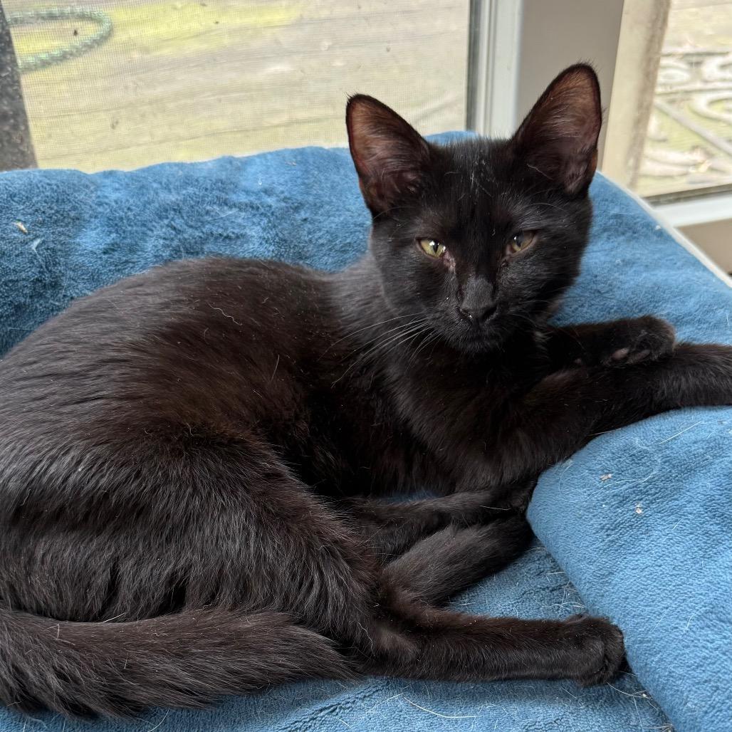 Enlarge Venus, a Adoptable Domestic Short Hair in Silver Spring, MD image 3/3