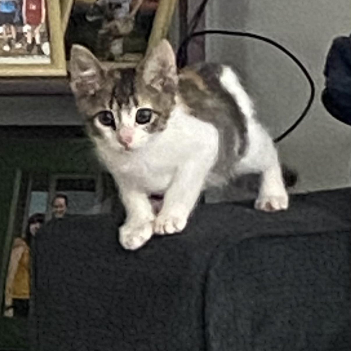 Enlarge Annie Oakley, a Adoptable mixed breed in Omaha, NE image 4/4