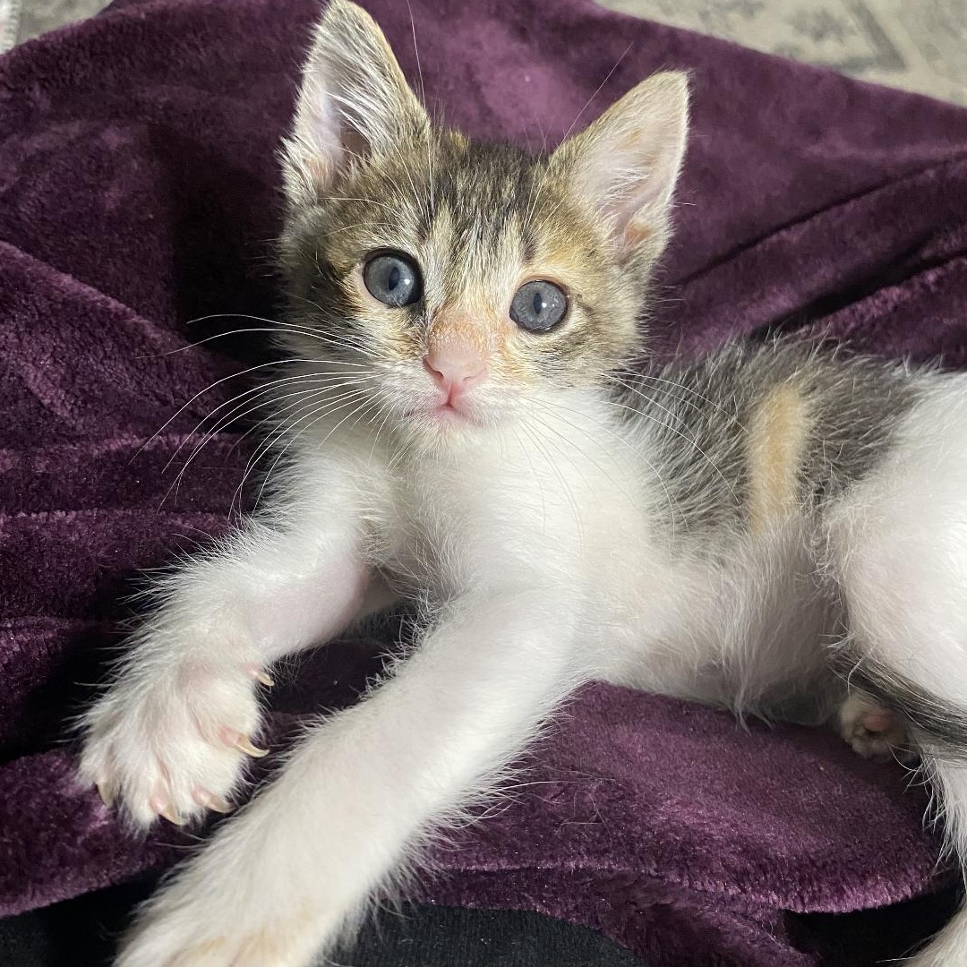 Annie Oakley, Adoptable, Kitten Female Domestic Short Hair & Calico.