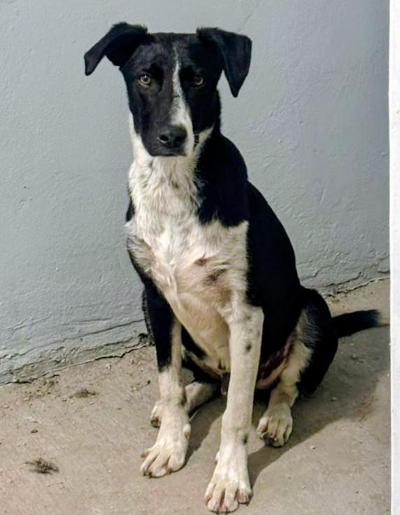Enlarge jacob, a Adoptable mixed breed in Tijuana, BCN image 3/6