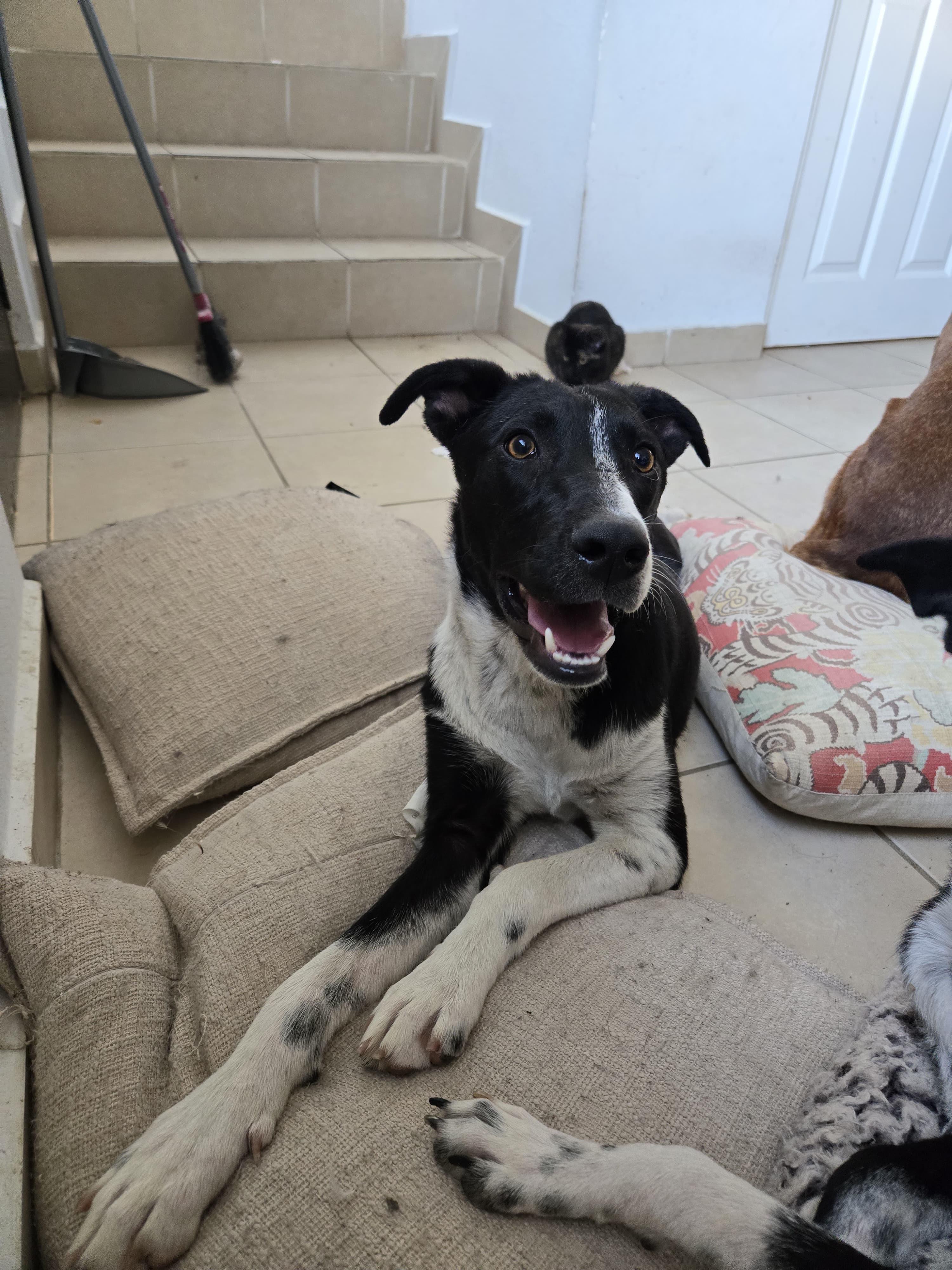 Enlarge jacob, a Adoptable mixed breed in Tijuana, BCN image 2/6