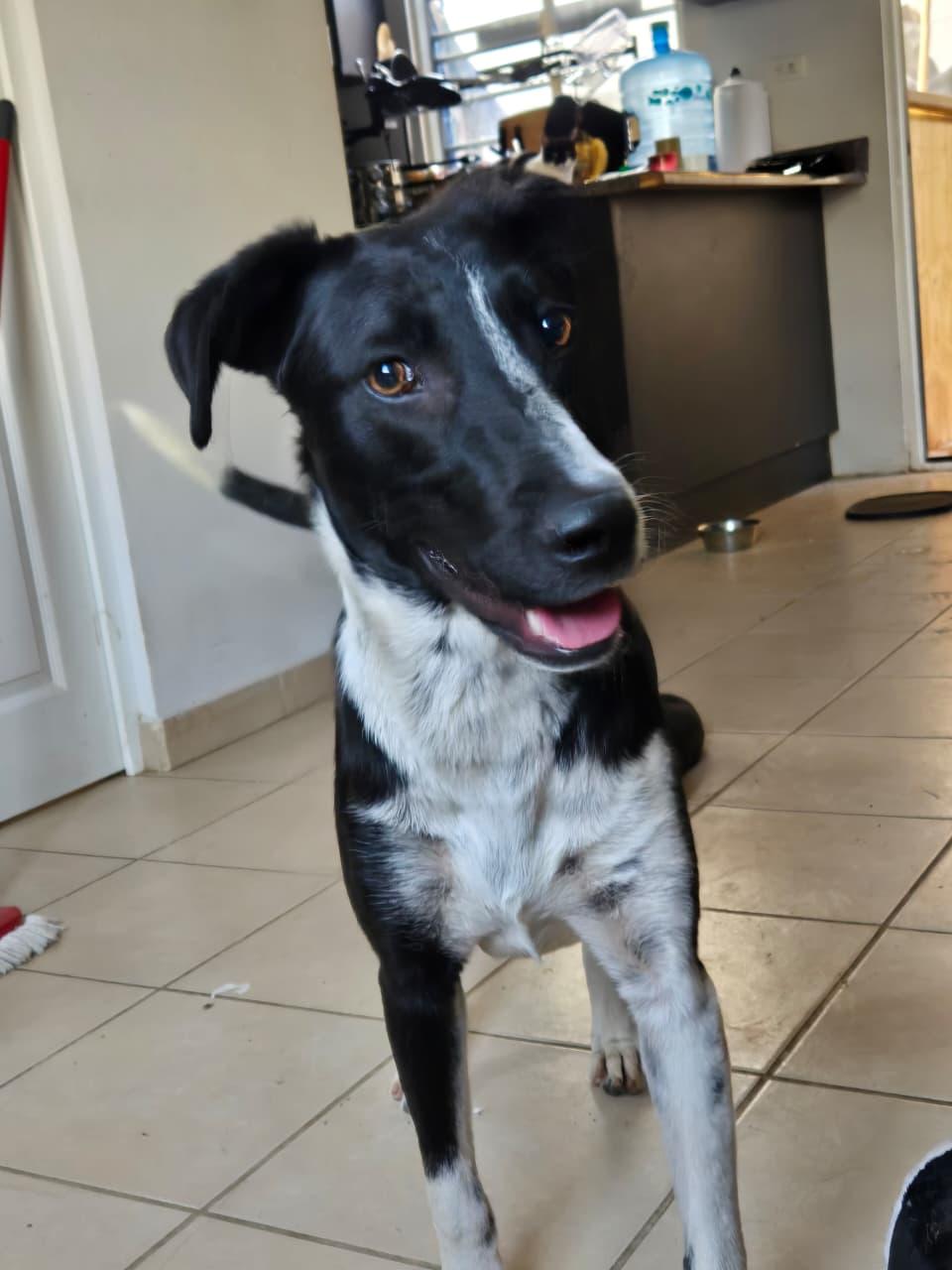 Enlarge jacob, a Adoptable mixed breed in Tijuana, BCN image 1/6