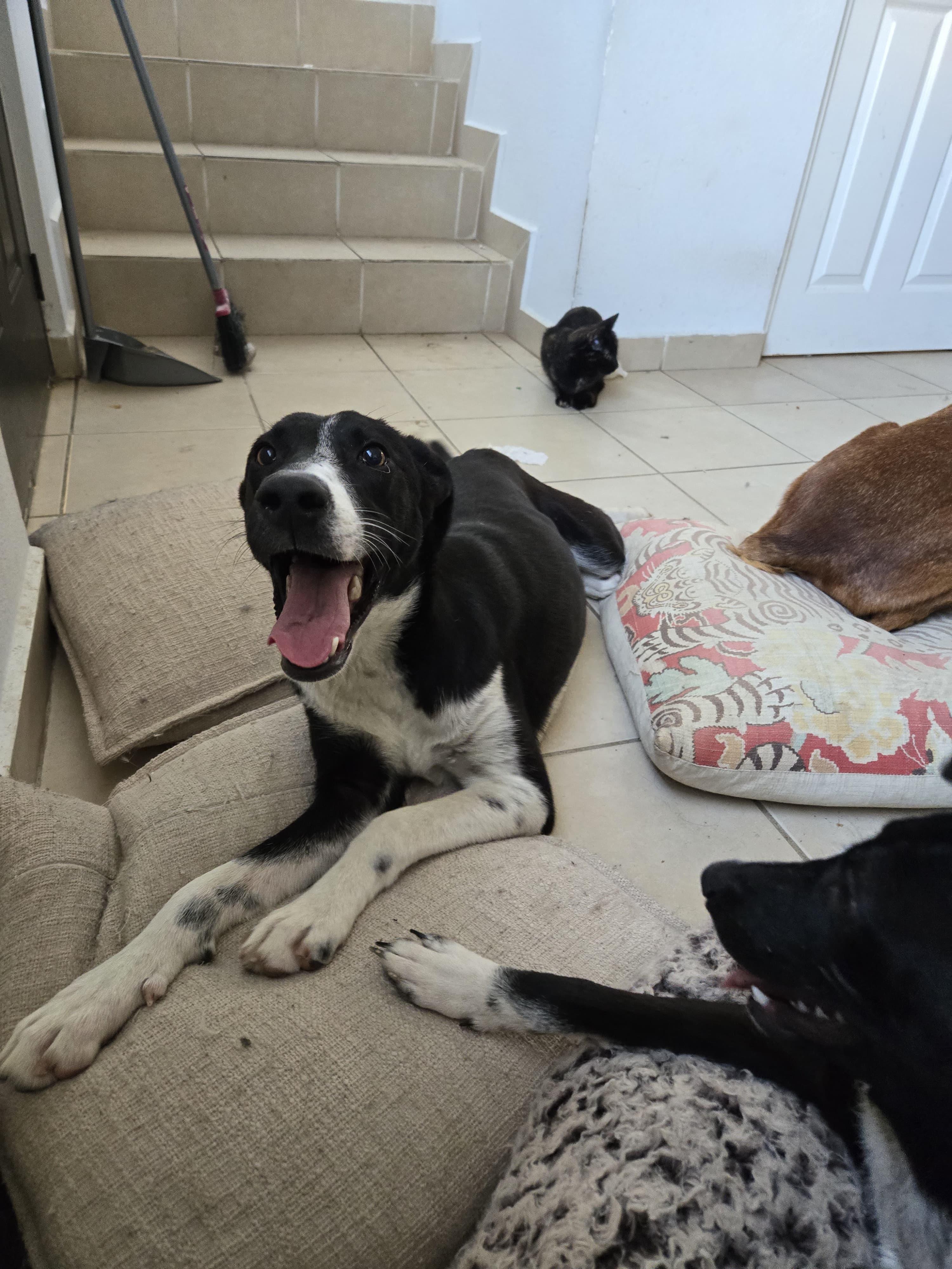 Enlarge jacob, a Adoptable mixed breed in Tijuana, BCN image 4/6
