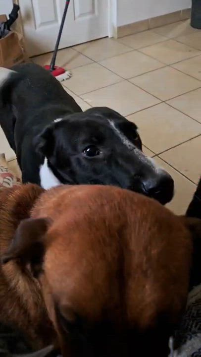 Enlarge jacob, a Adoptable mixed breed in Tijuana, BCN video 5/6