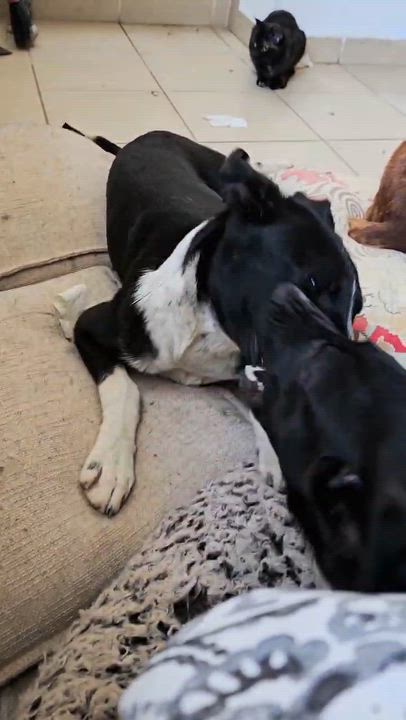 Enlarge jacob, a Adoptable mixed breed in Tijuana, BCN video 6/6